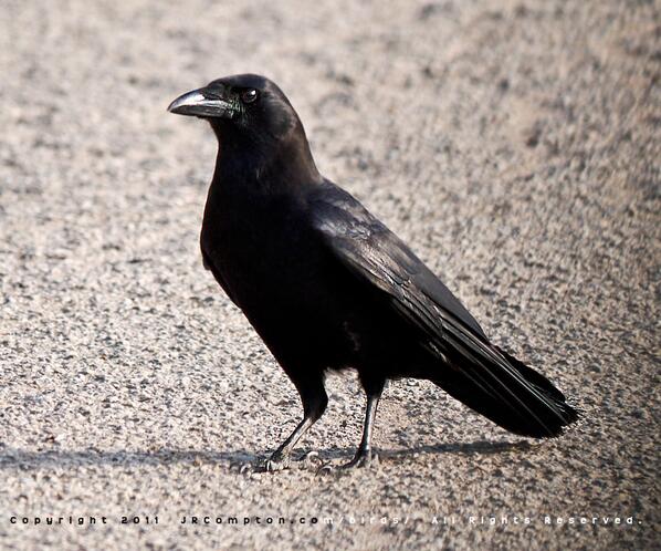 까마귀짤봇 tweet media