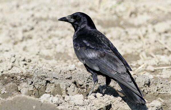 까마귀짤봇 tweet media