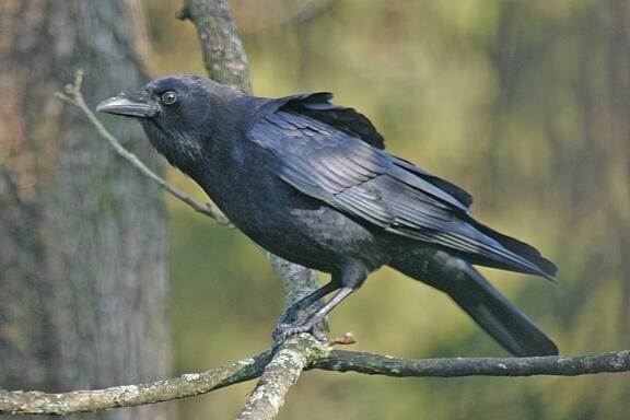 까마귀짤봇 tweet media