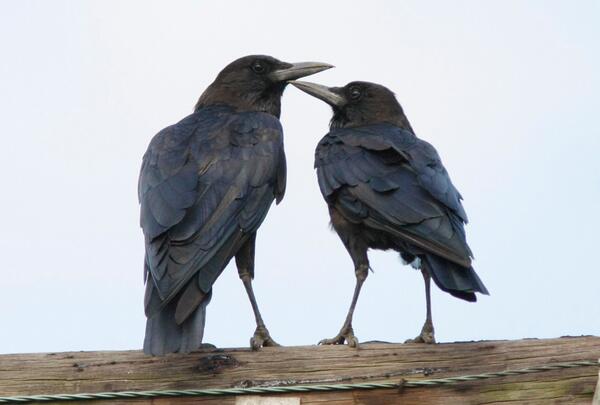 까마귀짤봇 tweet media