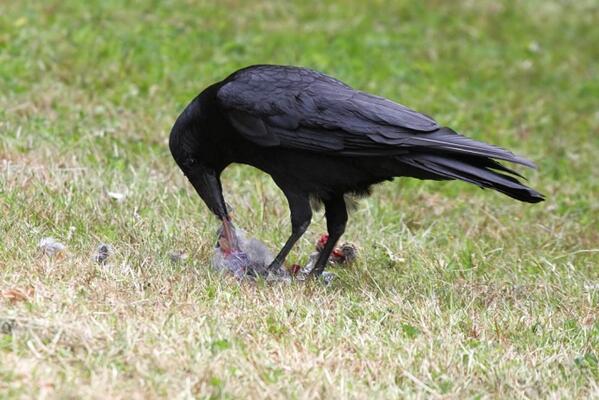 까마귀짤봇 tweet media