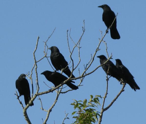 까마귀짤봇 tweet media