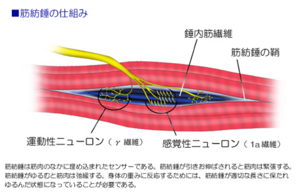 「筋紡錘 イラスト」の画像検索結果