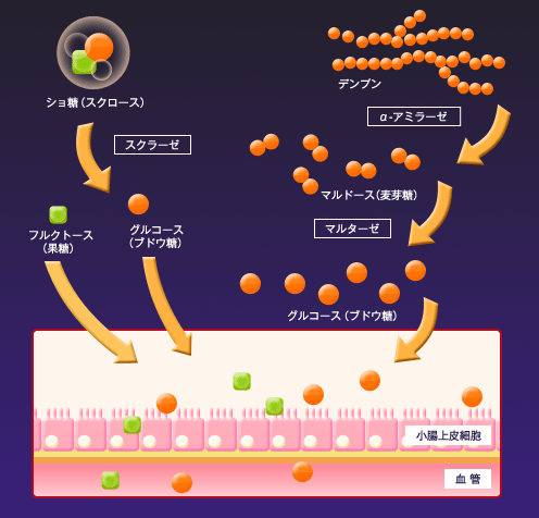 تويتر ゴロ 解剖生理イラスト على تويتر 糖質の吸収メカニズム Http T Co Ikdqo9yh64