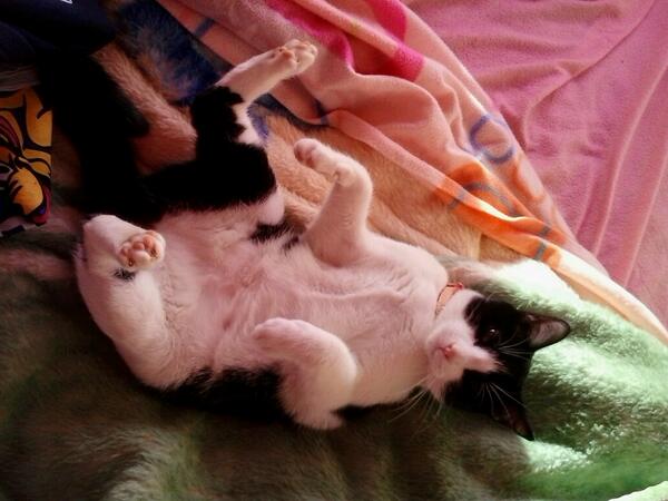 balu_potter's tweet image. Good morning world :))) #acabadadeacordar