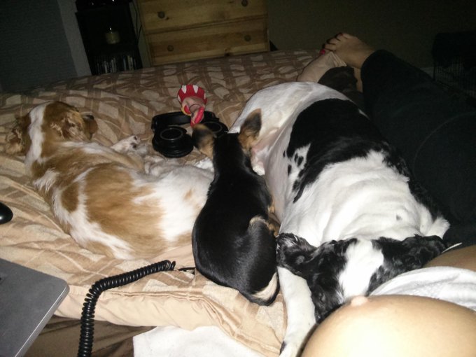 My dogs are fighting for the leg spot..guess they missed mom being away. Oh yes, there is also a nipple<a href="/tag/foodporn"class="tags"><span>#foodporn</span></a><a href="/tag/sogoodithurts"class="tags"><span>#sogoodithurts</span></a>