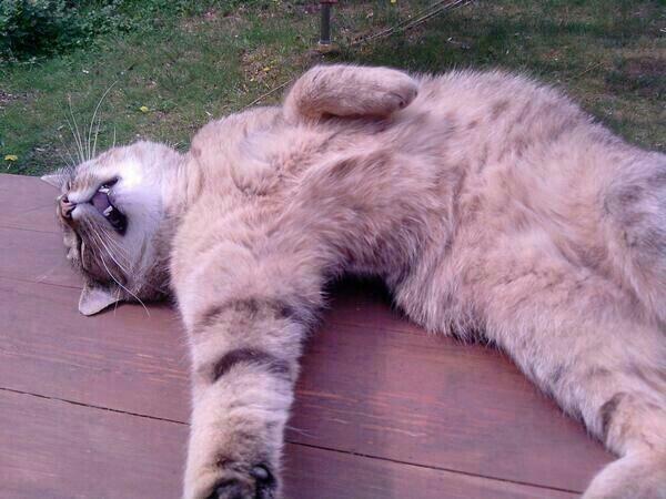 FunnyPicsDepot's tweet photo. Current Mood : http://t.co/PeGyT2nHHi