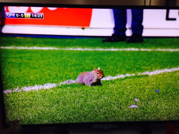 BcAlZ2FIcAAMYHy Squirrel stops play at QPR   Leicester, fans chant Theres only 1 Luis Suarez