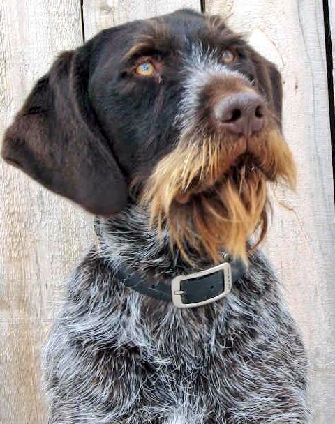 what kind of dog has a beard