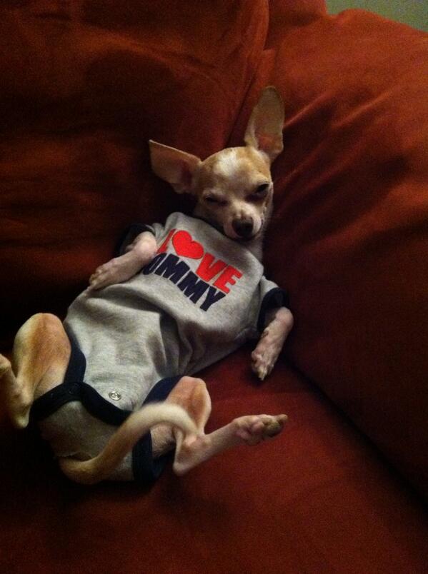 ToTheMoonBenito's tweet image. @NBCTheVoice #VoiceGift Let my chihuahua Romeo be Cee Lo's surprise guest star for a day. He's so chill.