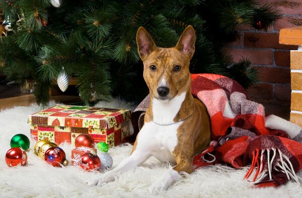 VetsNowUK's tweet photo. Is everyone ready for Christmas? http://t.co/tte0Ct5dzu