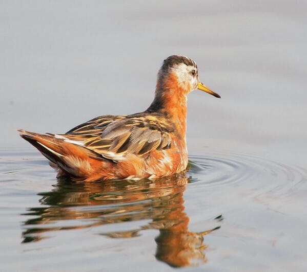 IntBirdRescue's tweet image. Red Phalarope female at Redwood Shores, CA: Beautiful bird &amp;amp; nice photo by Tom Grey :: pbase.com/tgrey/image/96…