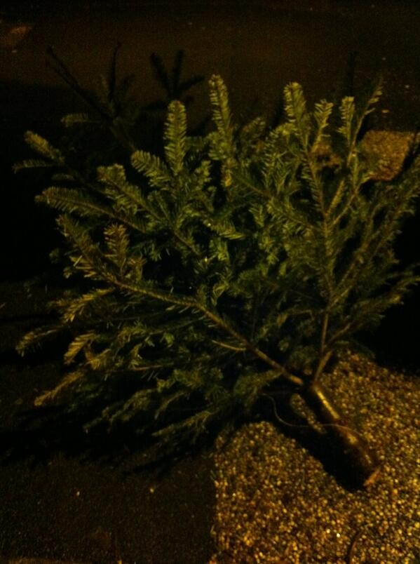 ConnieFricker's tweet image. #freetree #freechristmastree 67 Highbury New Park N5 London. Beautiful abandoned tree needs home for Christmas!