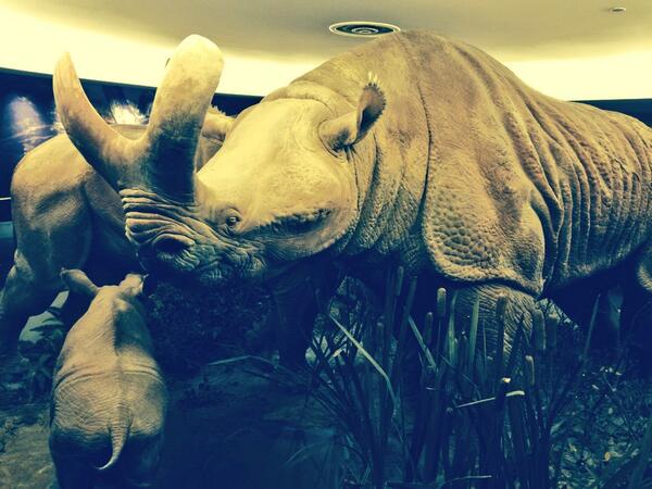 UofT_Palaeo's tweet image. The extraordinarily life-like Eocene mammal Megacerops family at @MuseumofNature