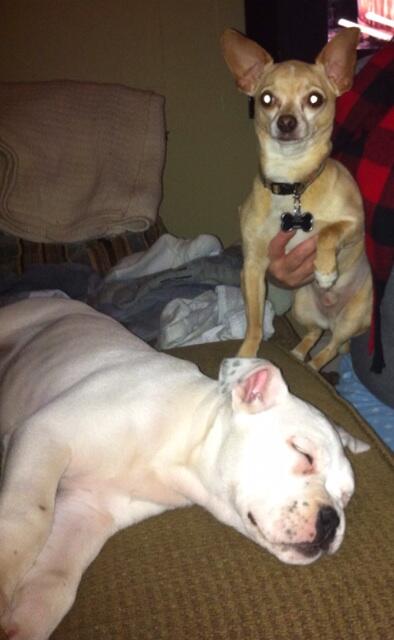 bossleroux's tweet photo. I hate Olivia. http://t.co/w9kOWonHTy