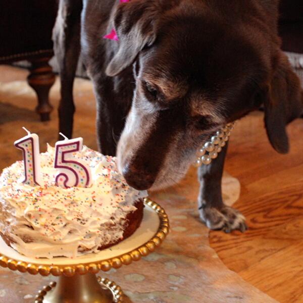 NicoleNoles's tweet photo. It takes a LONG TIME for a soul to become this SWEET! HAPPY 15th BIRTHDAY to our sweet ALLY! #ChocLabLife #WeLuvYou http://t.co/1cxAHmfuDu