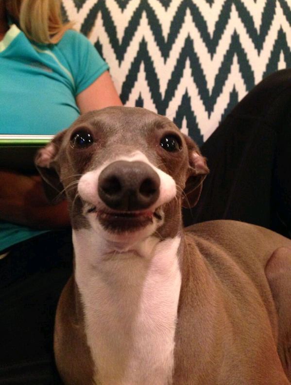 Кермит джена марблс. Собака дженны марблс кермит. Собаки дженны марблс. Марблс собака. Кермит джена марблс порода.