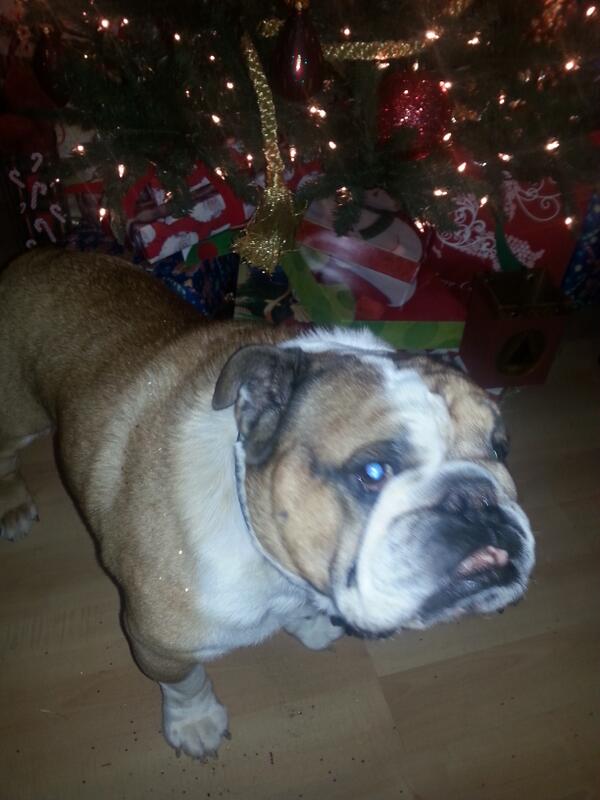 PrissynEJBullys's tweet image. Cee how I sparkel? I hewlped wif da CHRISTmas twee.Mom sez git used to da glitter. Its da herpeez of craft supplies