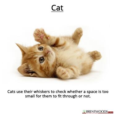 BrentwoodsTutor's tweet photo. #cats use their whiskers to check whether the space is too small for them to fit through #catsaresmart #k12 http://t.co/eyy8x9OlPr