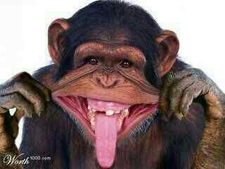 bards2309's tweet photo. monink toing toing http://t.co/pDcM1lagN8