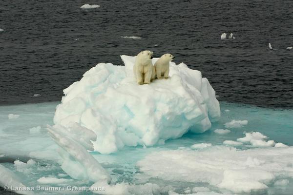 Sign now and demand world leaders declare a global sanctuary around the North Pole: savethearctic.org
