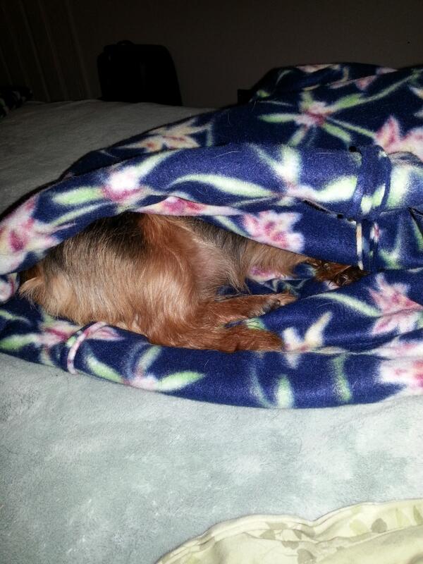 hollander03's tweet photo. Bailey all tucked in her puppy snuggy ......goodnight http://t.co/p4eEWwETLZ