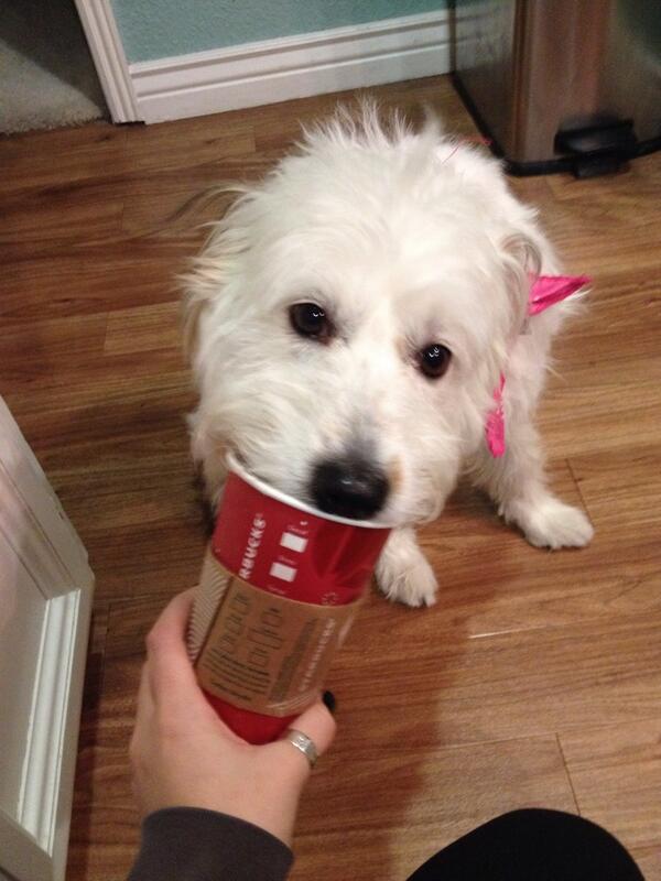 CodySimpsonHgo's tweet image. Even Dogs like @Starbucks 🙈🐶