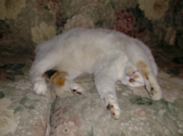 azmatthews's tweet image. Suzi dreams about riding in roller coasters. #catworldproblems