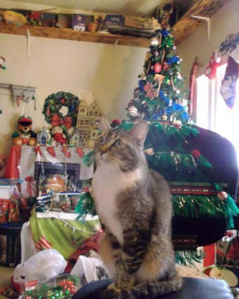 azmatthews's tweet image. Finally got Isis sort of near the Christmas tree #catworldproblems