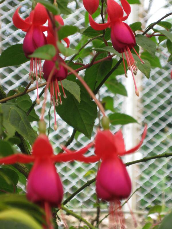 Divya On Twitter Flower Name Dancing Lady Http T Co Lofgpct99k