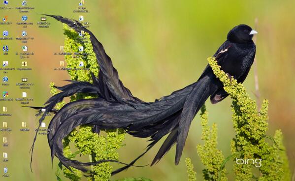 吉野かぁこ 黒い鳥だけ集めた図鑑作りたい オオハシウミガラス ピッキオ カラス一同にズキンガラス あと名前が不明なこの鳥 写真をつけたんですが どなたかこの鳥の名前分かる方いらっしゃいますか Http T Co Bp4kqt2eyt