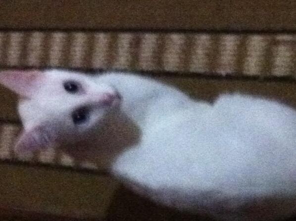 Daaymonique's tweet photo. Meu gatinho <3 http://t.co/5exsqI9NWx