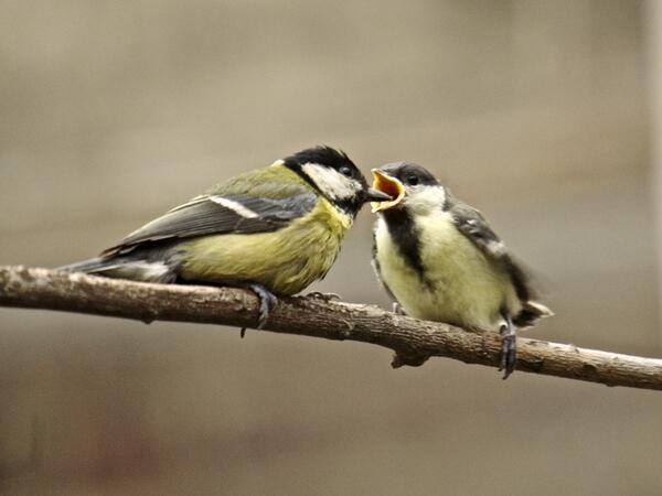pvd62's tweet photo. mésanges cet été dans mon jardin
400 mm http://t.co/J6MHsYMKei