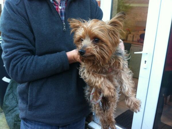 Mystery dog rescued from traffic on blossom street york now at RSPCA Landing Lane quite safe Please RT