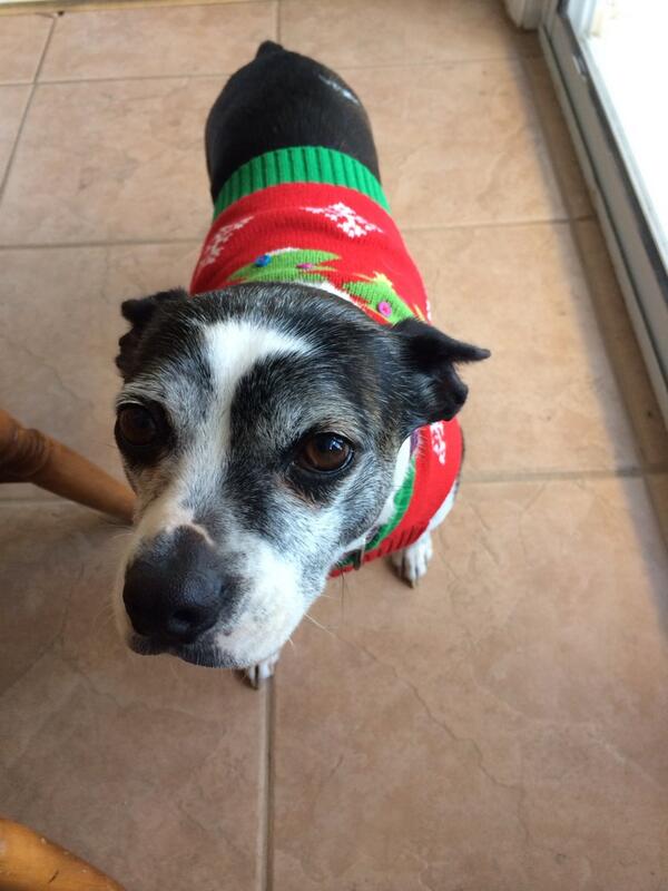 bella_doggo's tweet photo. Merry Christmas!!!!! http://t.co/4SuLf0CSK9