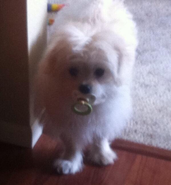 RaineyHowell's tweet photo. hahahahah I just lost it my dog is carrying around a pacifier http://t.co/v85z8XYHzu