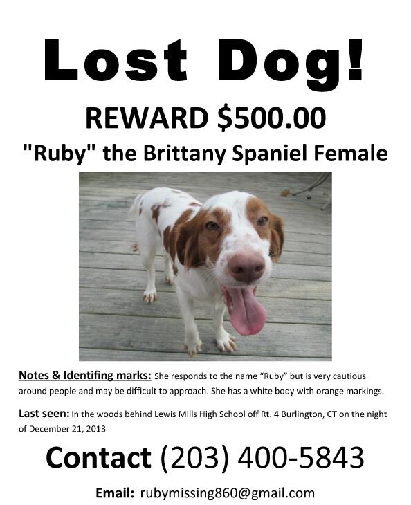 Reward offered for dog lost near Lewis Mills HS in Burlington: