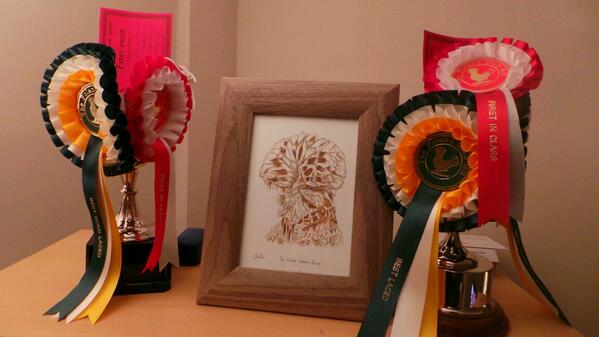 simonpickles's tweet image. @mychickenrun so proud of my @peartreepoultry girls. #TOCP won Best Laced Poland at #fed13