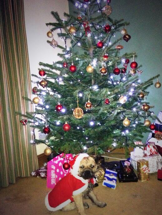 FrancescaGraham's tweet photo. Alfie lovessss Christmas 🐶🎄 http://t.co/294mQ74dfh