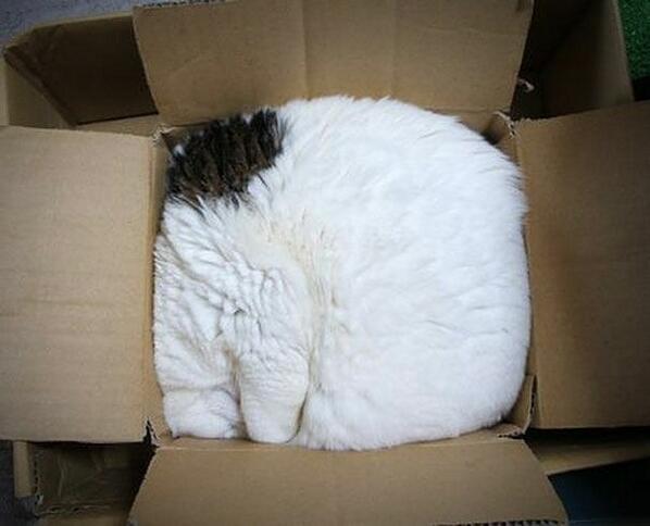 ねんがん の ねこ が とどいたぞ！