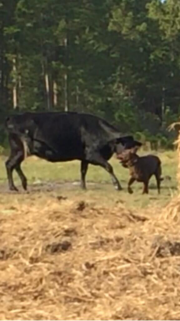 joelbeighle's tweet photo. This crazy mutt makes me laugh #dogmeetscow http://t.co/lLSpmmVLGv