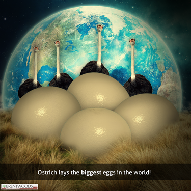 BrentwoodsTutor's tweet photo. Have you ever heard about eggs weighing 5 pounds..its #Ostrich eggs.. they lay world's largest eggs..#k12 http://t.co/h7R5CHhceb