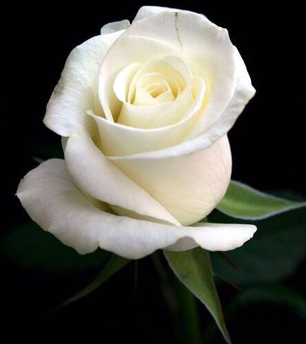 ❤️MYSTERY❤️{#TTO} tweet media