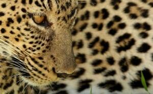 StratHatfield's tweet photo. #leopard in #Tsavo

#wildlife #nature #photography #Kenya #safari http://t.co/mBGgMzwdNM