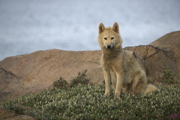 Greenpeace's tweet image. This little guy needs you to stand up for him and his habitat: savethearctic.org/?twgpi23dec2 #SaveTheArctic