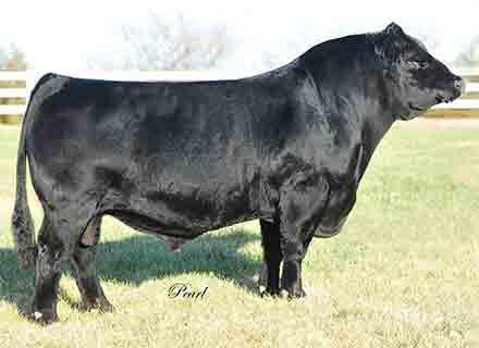 Rustic_HillsCC's tweet image. Looking for a bull that can produce you winners in the show ring &amp;amp; proven? Look no Further!!
CNS PAYS TO DREAM T759.