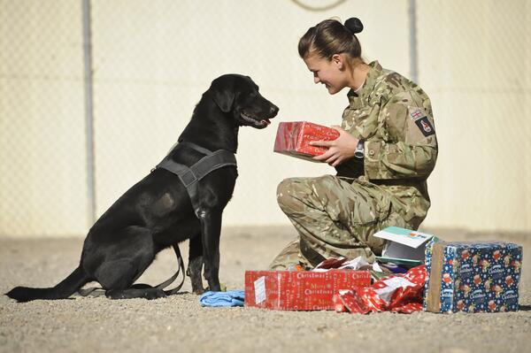 itvnews's tweet photo. Search dog Hazel receives Christmas gifts sent to British troops in Afghanistan http://t.co/sFtYOkm2xw http://t.co/pIwL8N0sZm