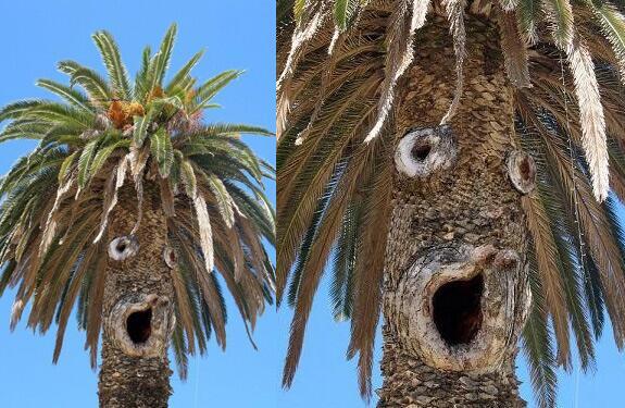 iIusionOptica's tweet photo. ¿Palmera sorprendida o el Actor Secundario Bob? http://t.co/lHuQRkzqtQ