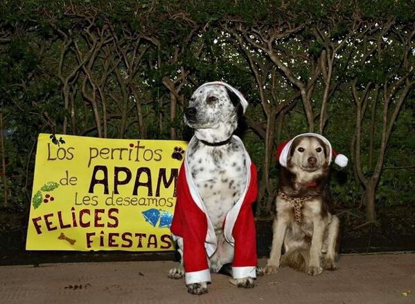 APAMSomosSuVoz's tweet photo. Desde Apam os deseamos a todos una FELIZ NAVIDAD!!! http://t.co/0R4ade1L29