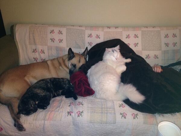 AlisonTCB's tweet image. This is what happens when the temp. drops below freezing. #snuggling #ebony&amp;amp;ivory #onlyinwinter